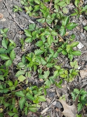 Potentilla indica
