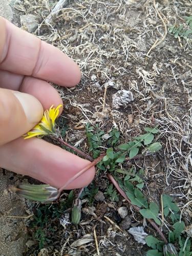 Taraxacum inaequilobum image