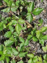 Potentilla indica