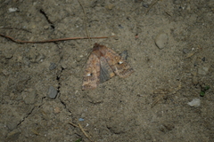 Eupsilia tristigmata