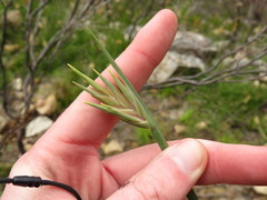 Bobartia gladiata