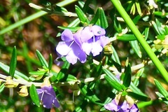 Prostanthera scutellarioides