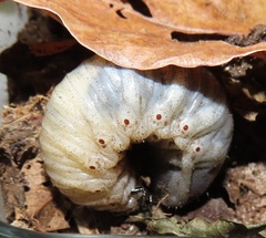 Mecynorhina passerinii