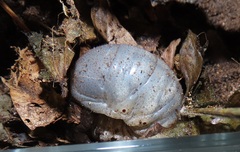 Mecynorhina passerinii