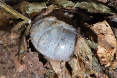 Mecynorhina passerinii