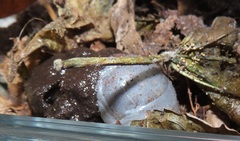 Mecynorhina passerinii