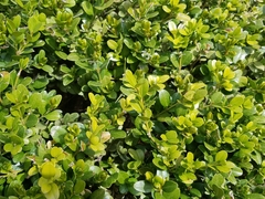 Buxus