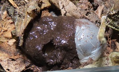 Mecynorhina passerinii