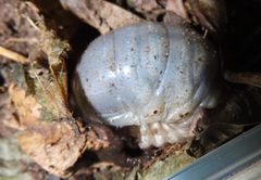 Mecynorhina passerinii