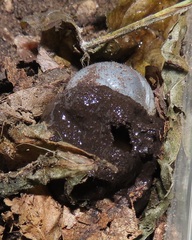 Mecynorhina passerinii