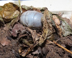 Mecynorhina passerinii