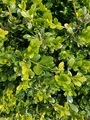 Buxus