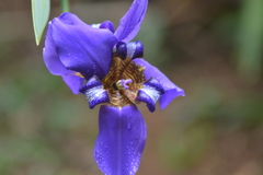 Trimezia coerulea