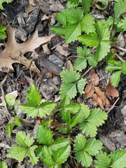 Potentilla indica