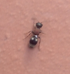 Bidecoloratilla iberica