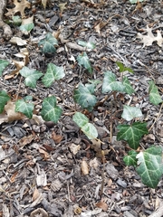 Hedera helix