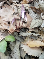 Cyclamen africanum