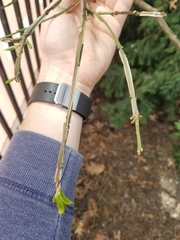 Euonymus alatus
