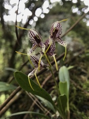 Masdevallia