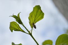 Tetragnatha versicolor