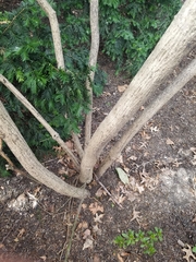 Euonymus alatus