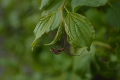 Tetragnatha versicolor
