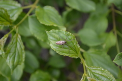 Tetragnatha versicolor