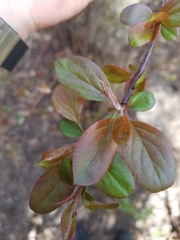 Malus