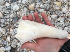 Sinistrofulgur sinistrum