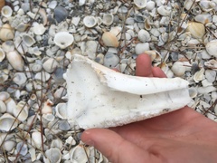 Sinistrofulgur sinistrum