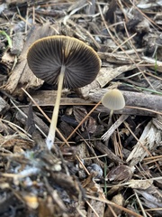 Agaricales