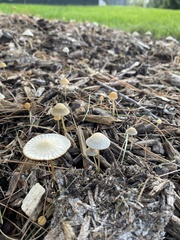 Agaricales