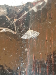 Alucita hexadactyla