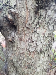 Malus