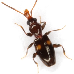 Metaxyphloeus texanus