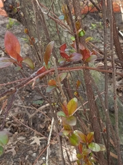 Malus
