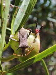 Leptoglossus chilensis