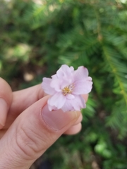 Prunus