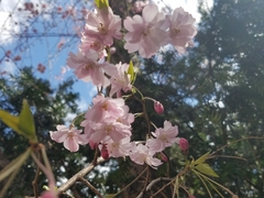 Prunus