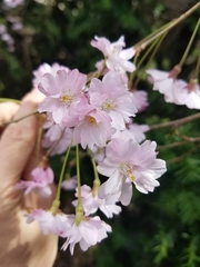 Prunus