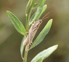 Melanoplus herbaceus