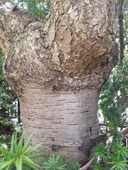 Prunus