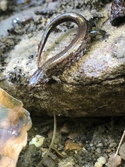 Desmognathus orestes