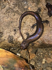 Desmognathus orestes