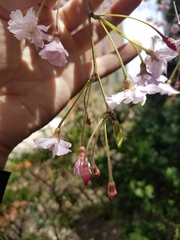 Prunus