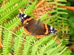 Vanessa atalanta