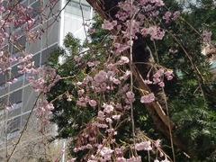 Prunus