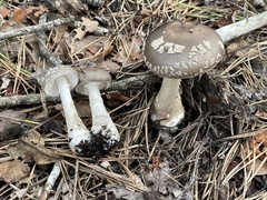 Amanita morrisii