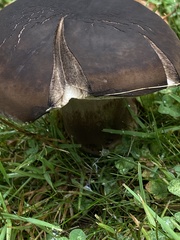 Tylopilus alboater