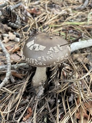 Amanita morrisii